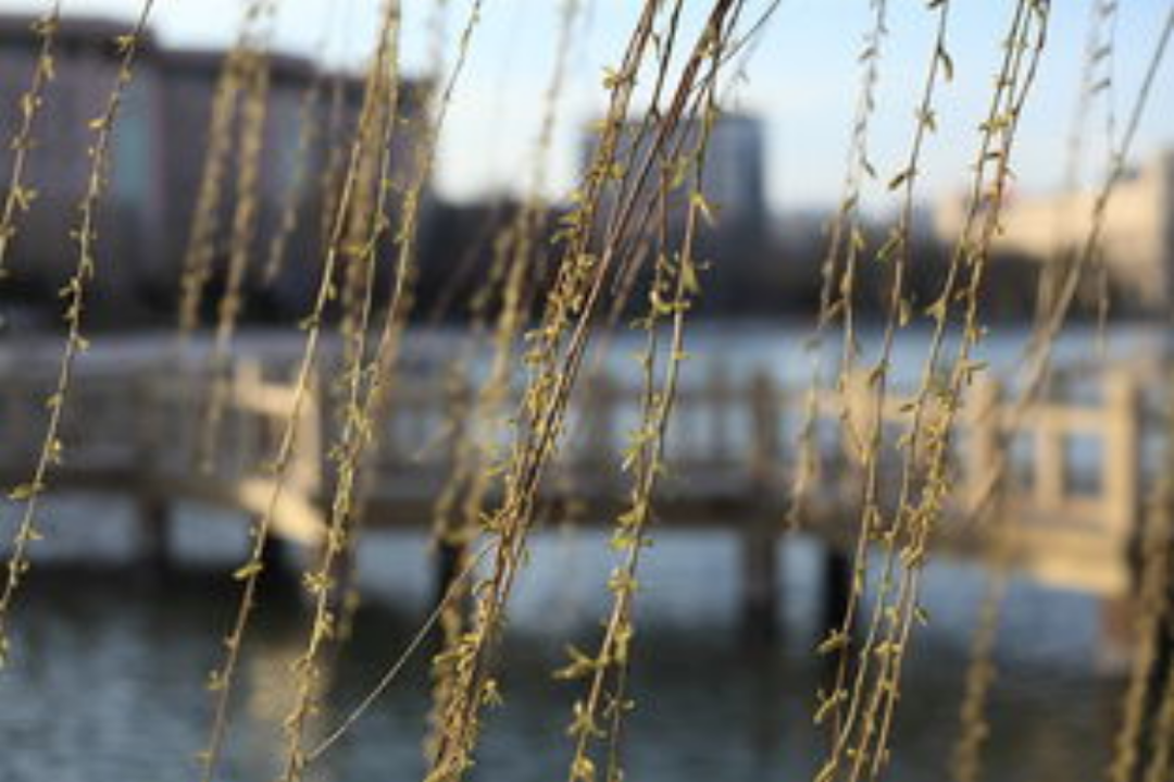 【文韻三星】又是一年春來到